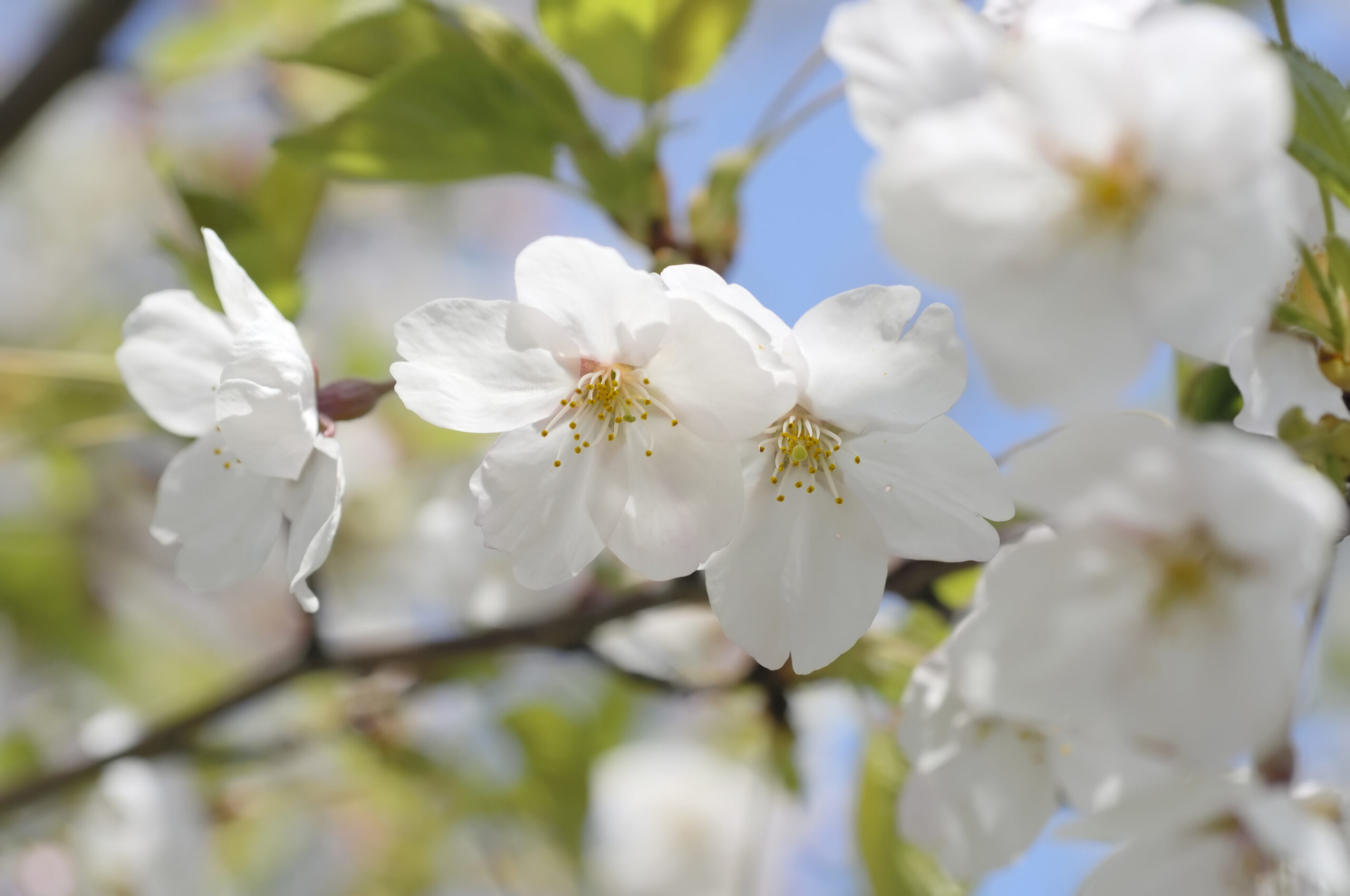 4/2（土）公園ランチオフ会@川越水上公園